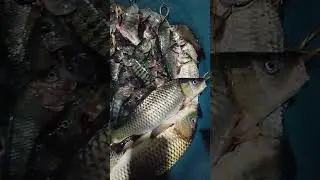Maraming huli na isda 😱 #everyone #fish #subscribe #fishing