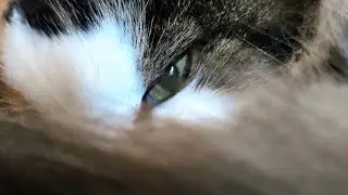 Norwegian Forest Cat: No weather for a walk 