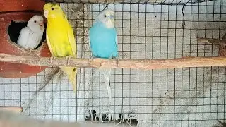 Budgie's parrot green white rembow budgies spengel budgies birds #viralvideo #budgies 