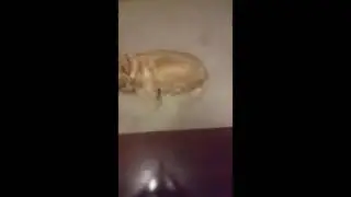 Dog's Excitement over a treat (Apple Pie Sadoughi)