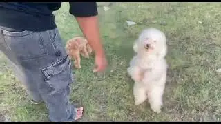 Smart puppy#puppy #dogs #cutedog ##dog #cute 