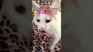 отправь любимому человеку💓🤫 #ятебялюблю #кошка #мама#shorts#happy#family #funny #iloveyou