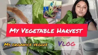 My Organic vegetable harvest / Lai saak / lai patta / mustard green harvest in India | Bengal