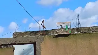صيد البلبل خرجت الولد تولعت بيه شديت ولاد شنابر صيد البلبل #صيد البلبل المغربي @صيد البلبل المغربي