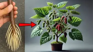 MORRIA E NÃO SABIA: É ASSIM Que Uma Muda Vira Planta Forte