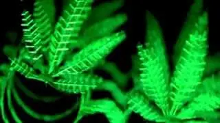 Dani Mo- So High [prod Jonny Mo] *OFFICIAL VIDEO* (103 Visuals)