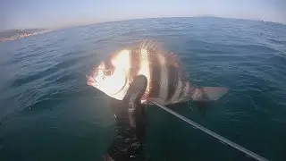 zebra sea bream , stingray , enjoy each moment