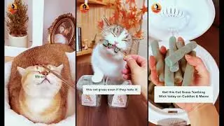 😺 Win Stray Cats&rsquo; Trust & Stop Hairballs with Kettles & Meow! 🐾 Top Cat Products | Dar CarWorld