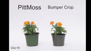 PittMoss Vs, Bumper Crop Comparison Video
