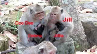 Jill Bring Jilla To See Dee Dee And Delena Baby Monkey | Wish Jill Jilla Dee Dee Delena Good Luck