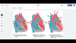 SNAB 1.4 cardiac cycle