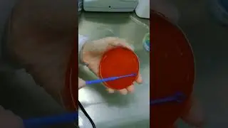 Quantitative Quadrant Streaking #microbiology