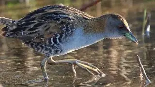 Baillon&rsquo;s Crake &ndash; Pitt Town Lagoon