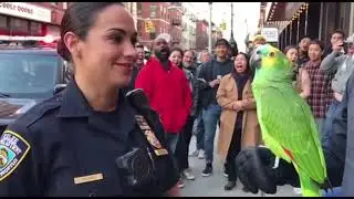 Savage Talking Parrot HUMILIATES Lady Cop 😂🦜 | Funniest Police Roast Ever