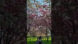 #city #cherry #cherryblossom #dublin Herbert Park, Dublin.
