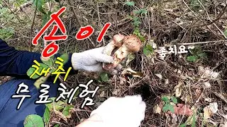 송이버섯채취/자연산송이/무료체험