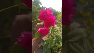 four types of roses