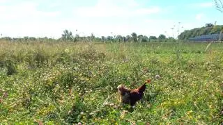 Our happy egg co. farms - Wildflower Meadows