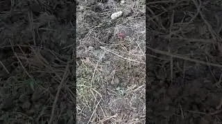 Cow damage!!!