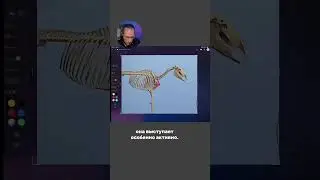Animalistics: Bone Structures