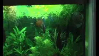 Red spotted green Discus  breeding in community tank. Chen's