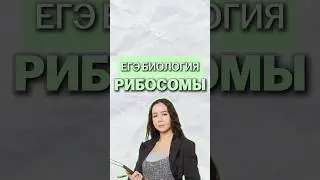 рибосомы #умскул #жаннаказанская #биологияегэ #биология