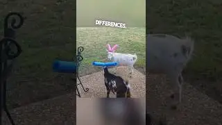 Ему пришлось надеть на рога своей козлиной лапшу для бассейна 😂