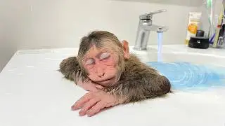 Monkey Cubis Evening Routine! Sleep Relaxing & Cool Like A Human!
