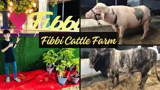 Aj Hum Fibbi Cattle Farm Gaye ❤️ | Fibbi Cattle Farm 2k24 Ki Collections | Little Raza 786
