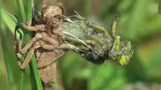 Libellula depressa emerging (2014 06 01 webm 1080p)
