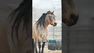 3 Reasons People Choose Mustangs #horse #horses #wildhorses #wildmustangs
