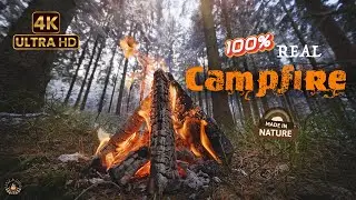 4K 50 fps🔥 Cozy Campfire 🔥 Late-Winter Spruce Forest - Relaxing Fireplace & Nature Sounds🌲
