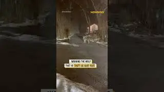 Wild wolf got WAY too close for comfort 😳🐺