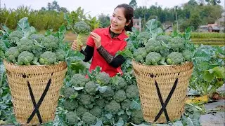 FULL Broccoli Harvest