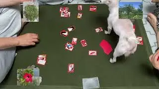Ggomi go(꼬미 #고스톱) 260116 2(뻑이 몇번?)