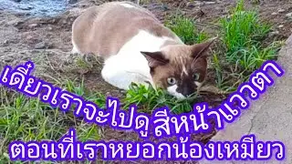 เดี๋ยวเรามาดู react สีหน้าแววตา น้องเหมียวกันนะตอนแม่หยอก | 29-13-2568