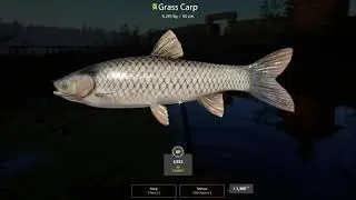 Russian Fishing 4 Old Burg Lake Grass Crap 6.291 Kg