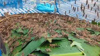 Catch millions of locusts​ - Country is Catching Millions of Locusts.