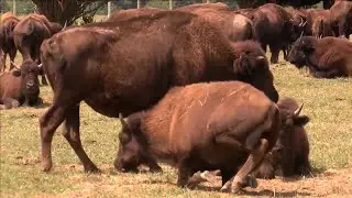 Life&rsquo;s Better Here in Steuben County - Wild Winds Buffalo Preserve
