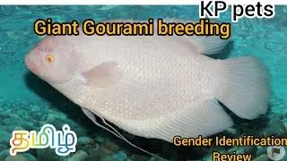 Giant Gourami breeding || gender identification || tamil||