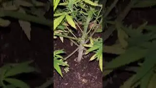 1week flip 12/12 for a Blue sunset sherbet❤️🥳 #marshydroreview #marshydro