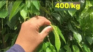 v53: Mahal pala ng Paminta! Sabay Tayo Mainspire na Magtanim Nito