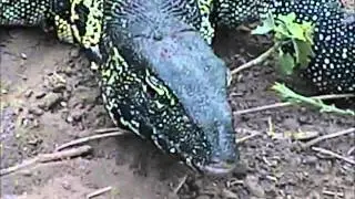 Closeup of the Nile Water Monitor at Pete's Pond  Nov 18, 2013