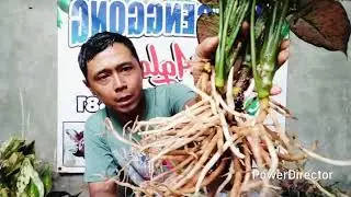 Red king,red dut,suksom +6281770231581 & +6285664845584