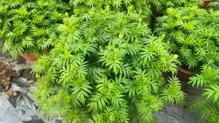 Vạn thọ (8/12)  #vantho #garden #flowers #nhavuon #hoakiengbentre 
