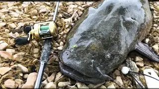 A HUGE Catfish ATE A BIG SWIMBAIT!