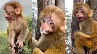 The baby monkey cried a lot because it lost its mother and had painful wounds.