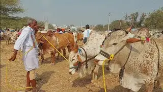 పెబ్బేరు సంతలో ఒకే వ్యక్తి దగ్గర ఐదు జతల తూర్పు కోడెలు | Turpu Bulls prices in Pebbair ‎@purnafarms 