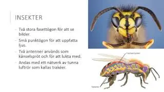 Leddjur