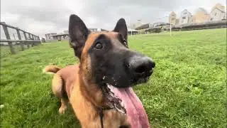 Dog Training Goes WILD: Watch This Pup's Amazing Tricks!